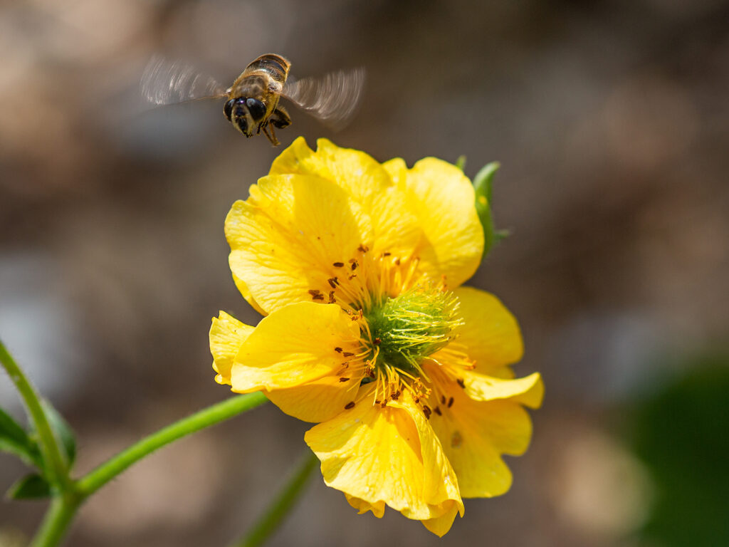 Buzzing Around