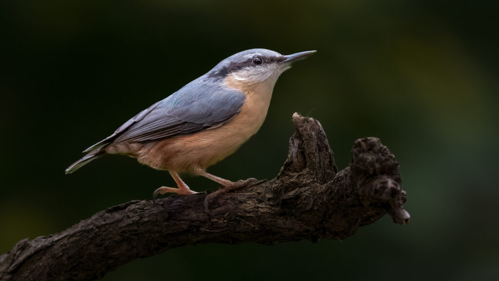 Nuthatch