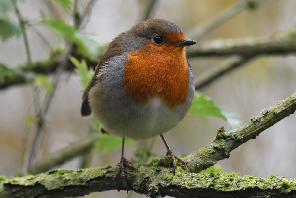 Wintry Robin